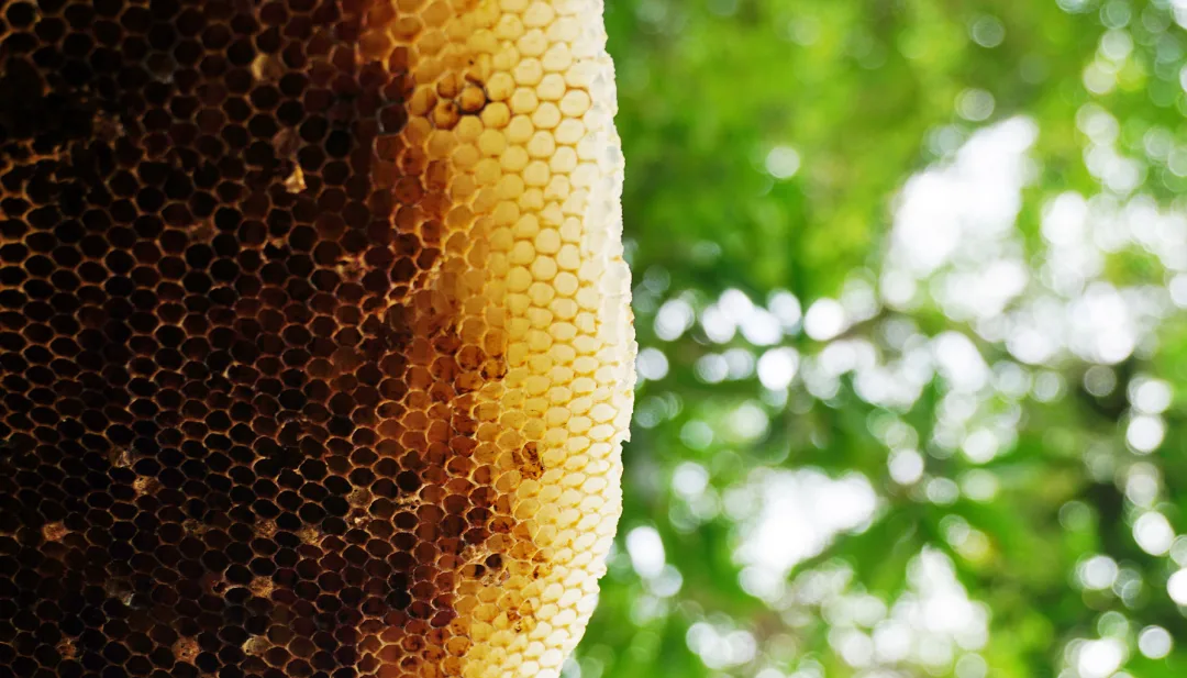 Mad Honey  Its Surprising Benefits and Precautions