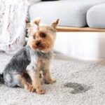 Unveiling the Secret to Healthy Homes: Sir CleanAlot’s Pet and Odor Removal Treatment